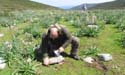 Anacamptis